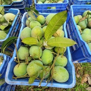 haribhanga-mango-caret
