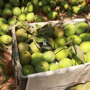 haribhanga-mango-caret