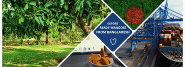 mango-import-export komtakay