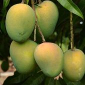 haribanga mango